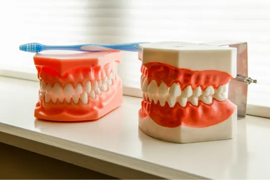 model of teeth